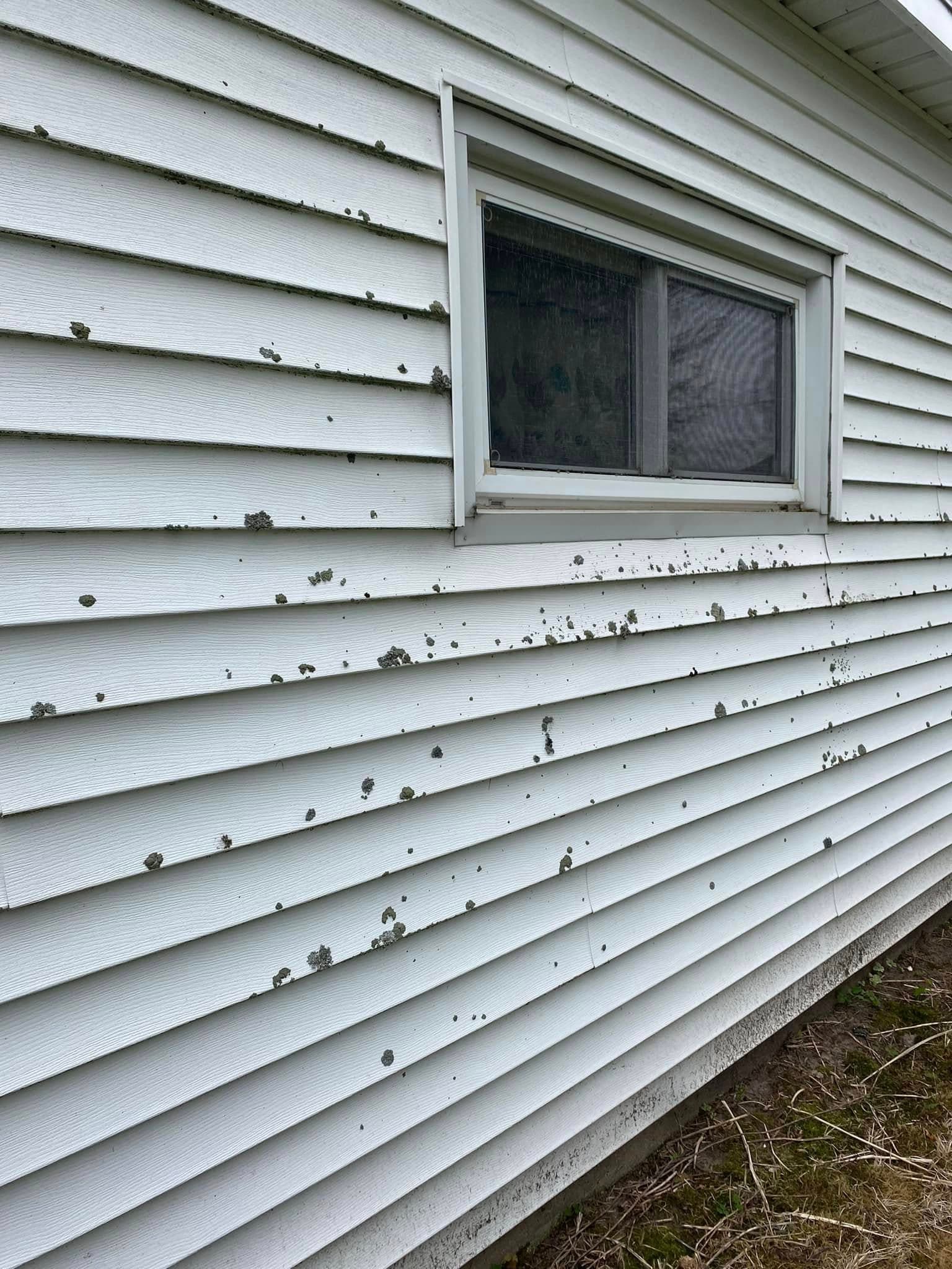 White house siding with lichen growth near a window, showing signs of decay and neglect.