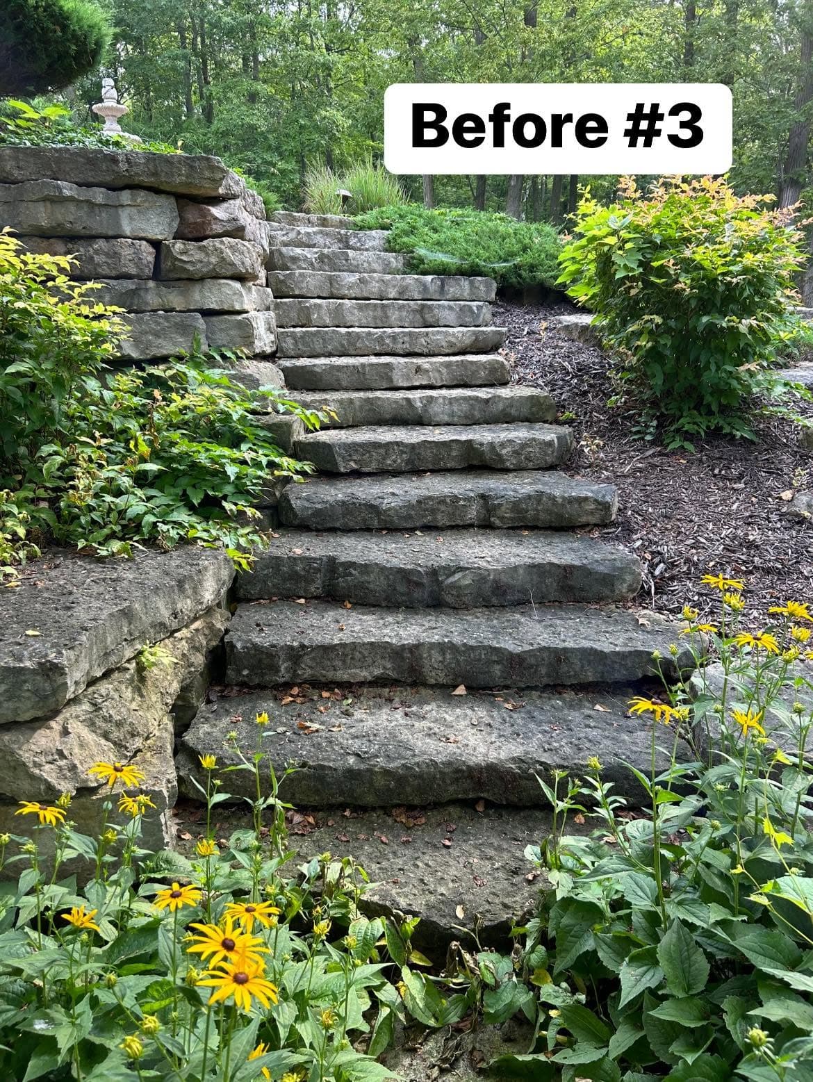 Stone steps leading through greenery and yellow flowers in a garden setting. Before renovation.
