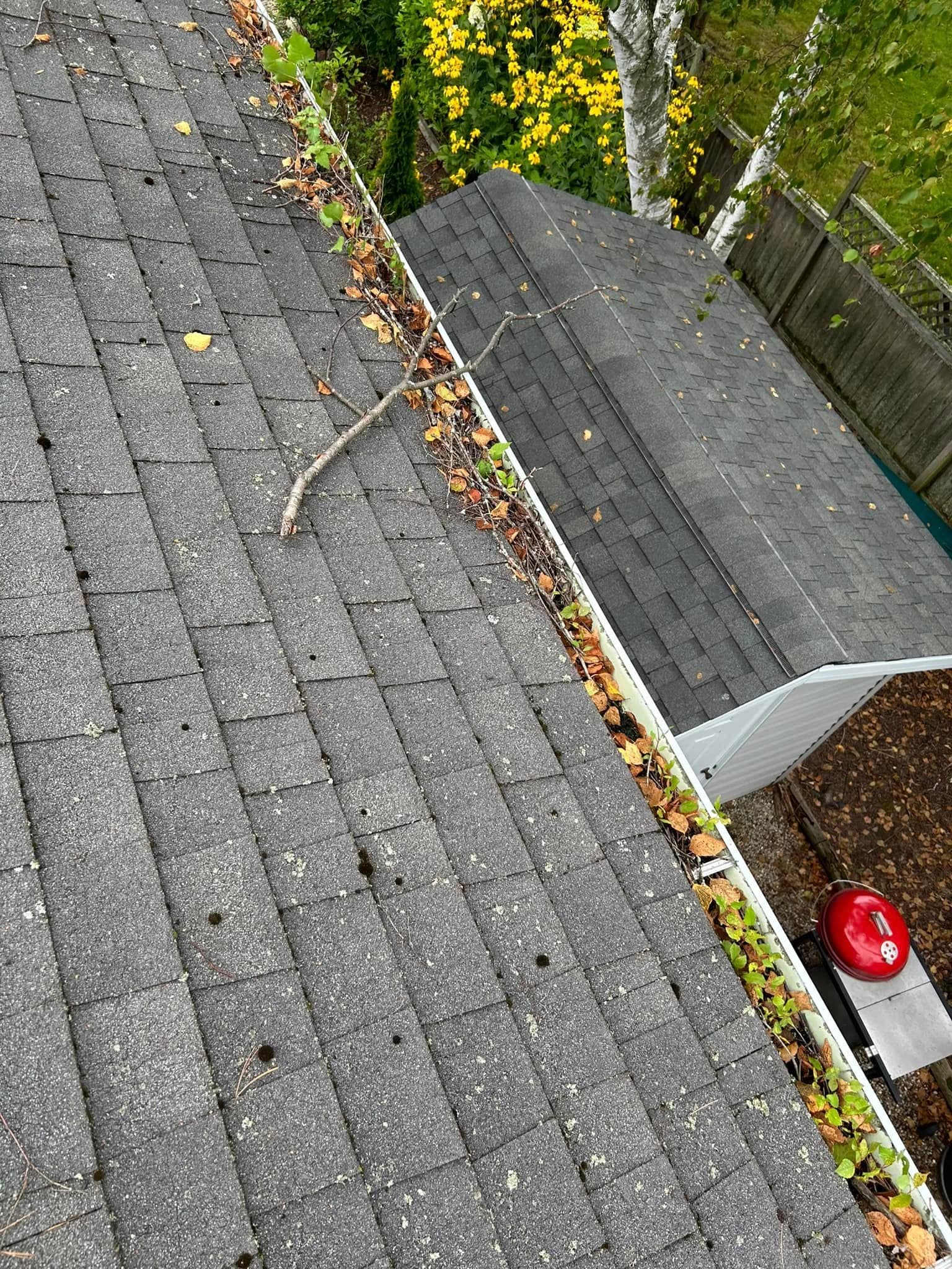 Gutter filled with leaves and debris on a roof with a nearby shed in the background.