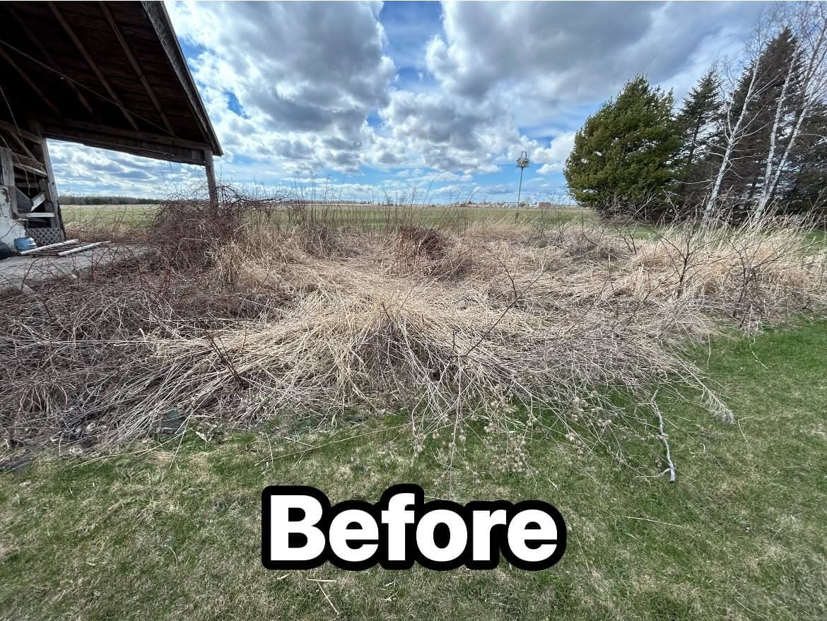 Overgrown yard before landscaping improvements showing dry grass and weeds.