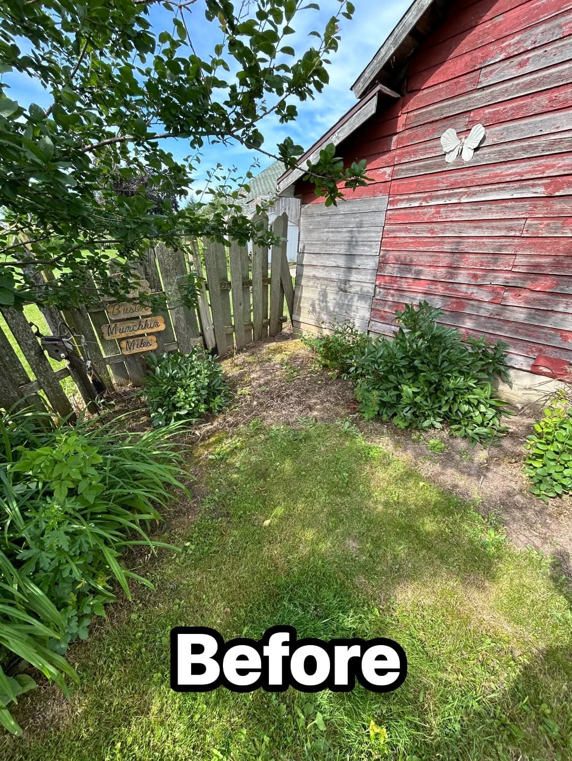Before image of a garden area next to a red barn, showcasing overgrown grass and greenery.