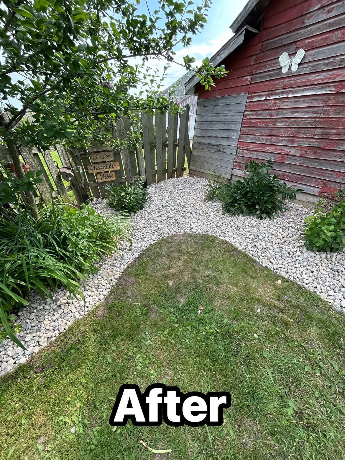 Garden pathway with gravel and greenery beside a rustic red barn after an aesthetic makeover.