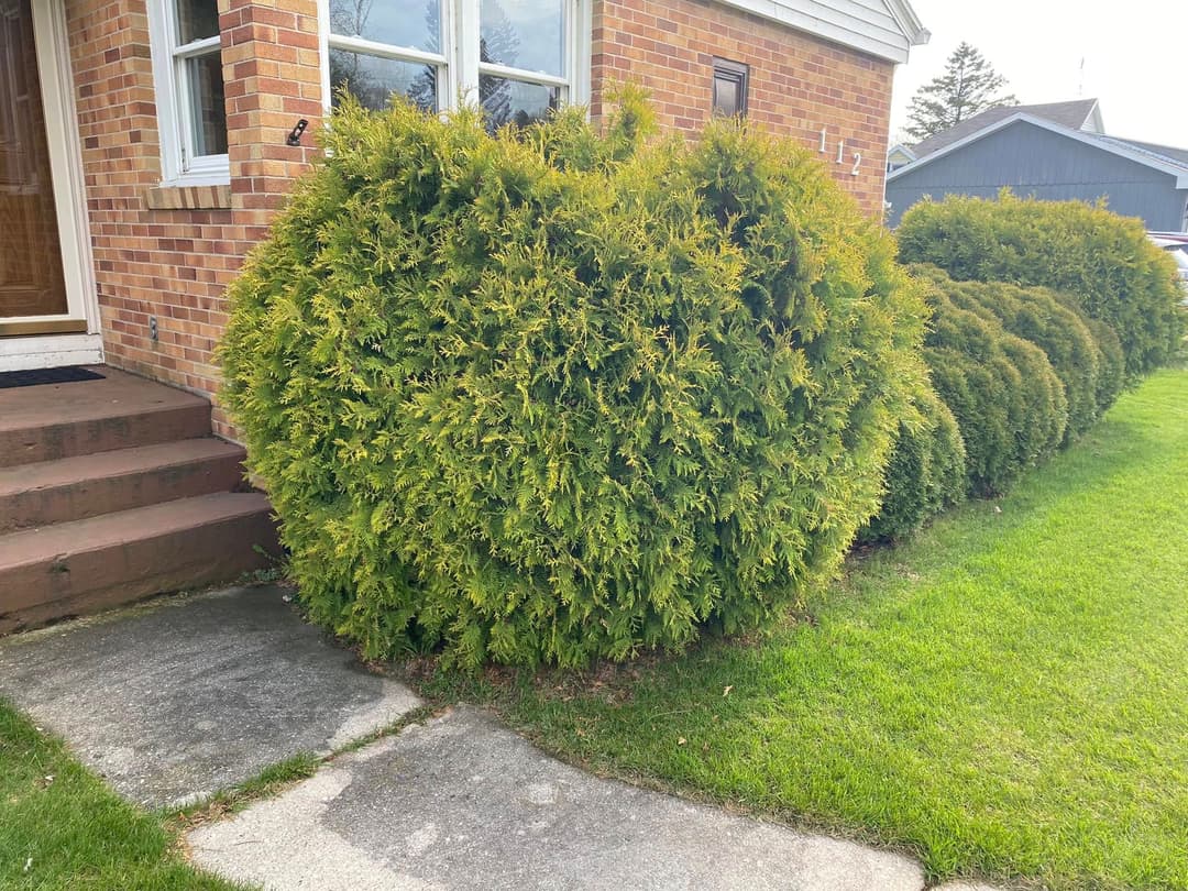 Lush green shrubs shaped into rounded hedges along a brick house exterior.